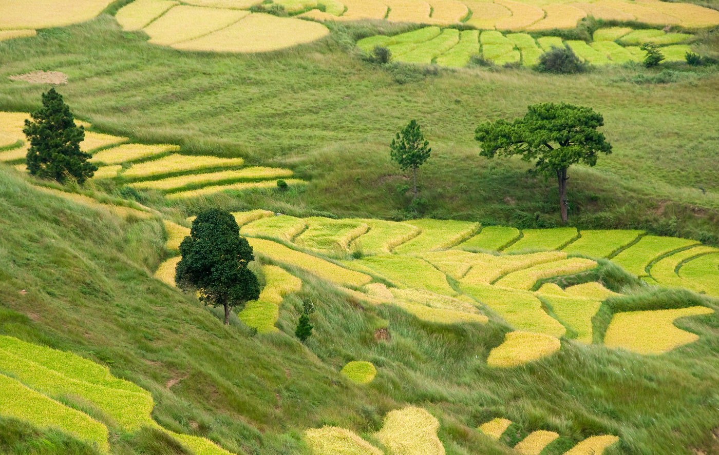 Rice fields during harvest season, Wangdue, 2010