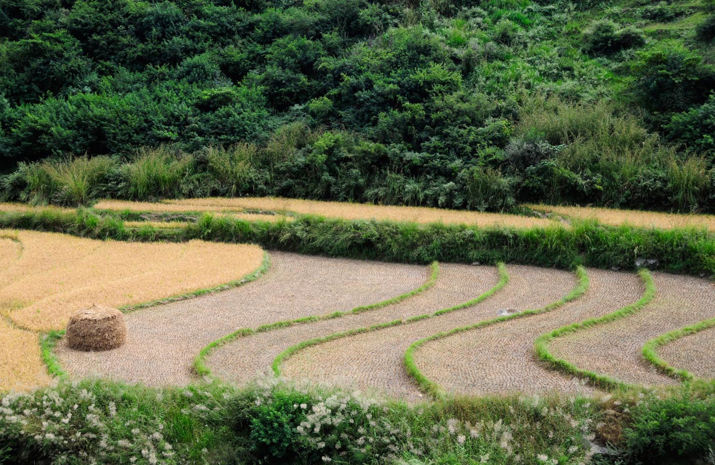 Rice fields, Lobesa, 2010