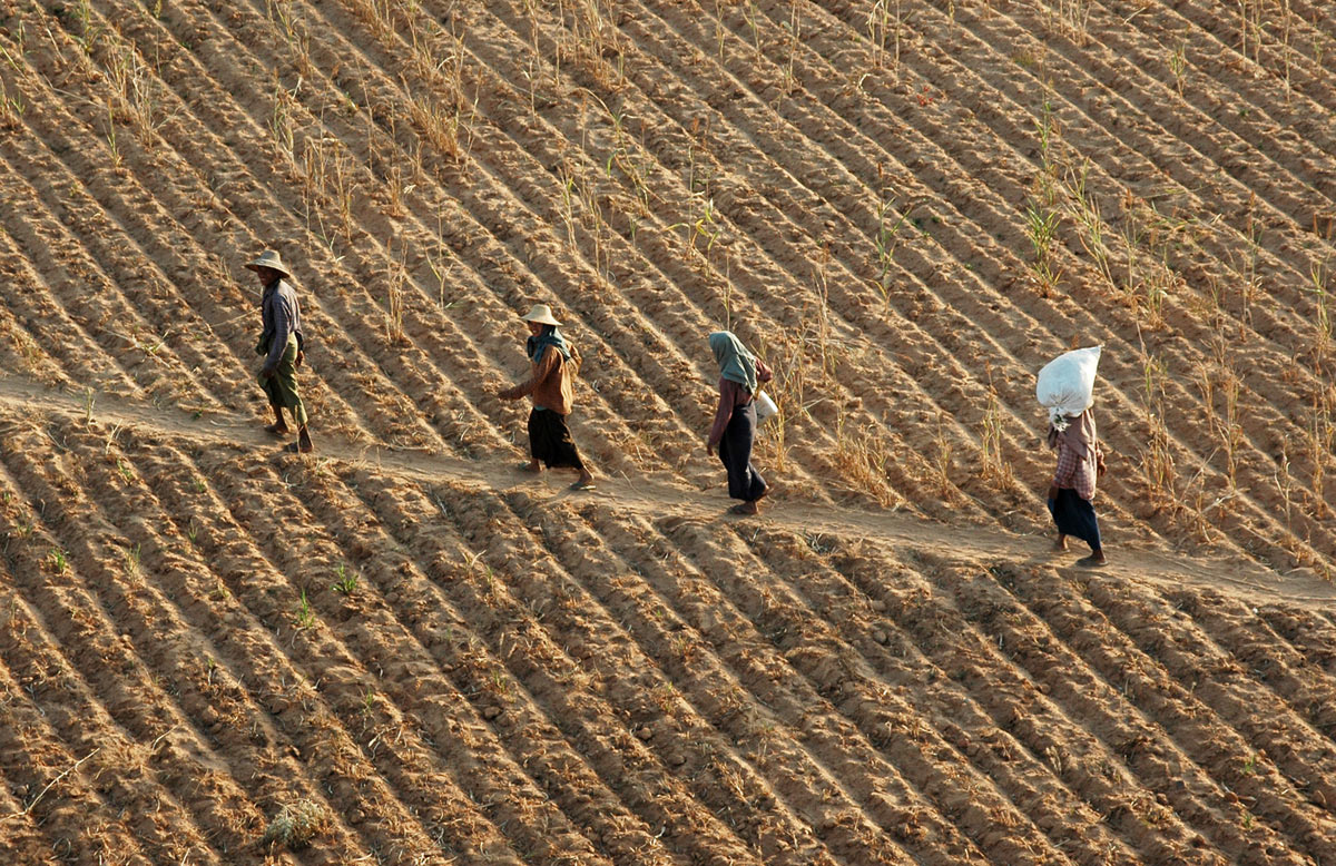 Field worker, Bagan, 2005