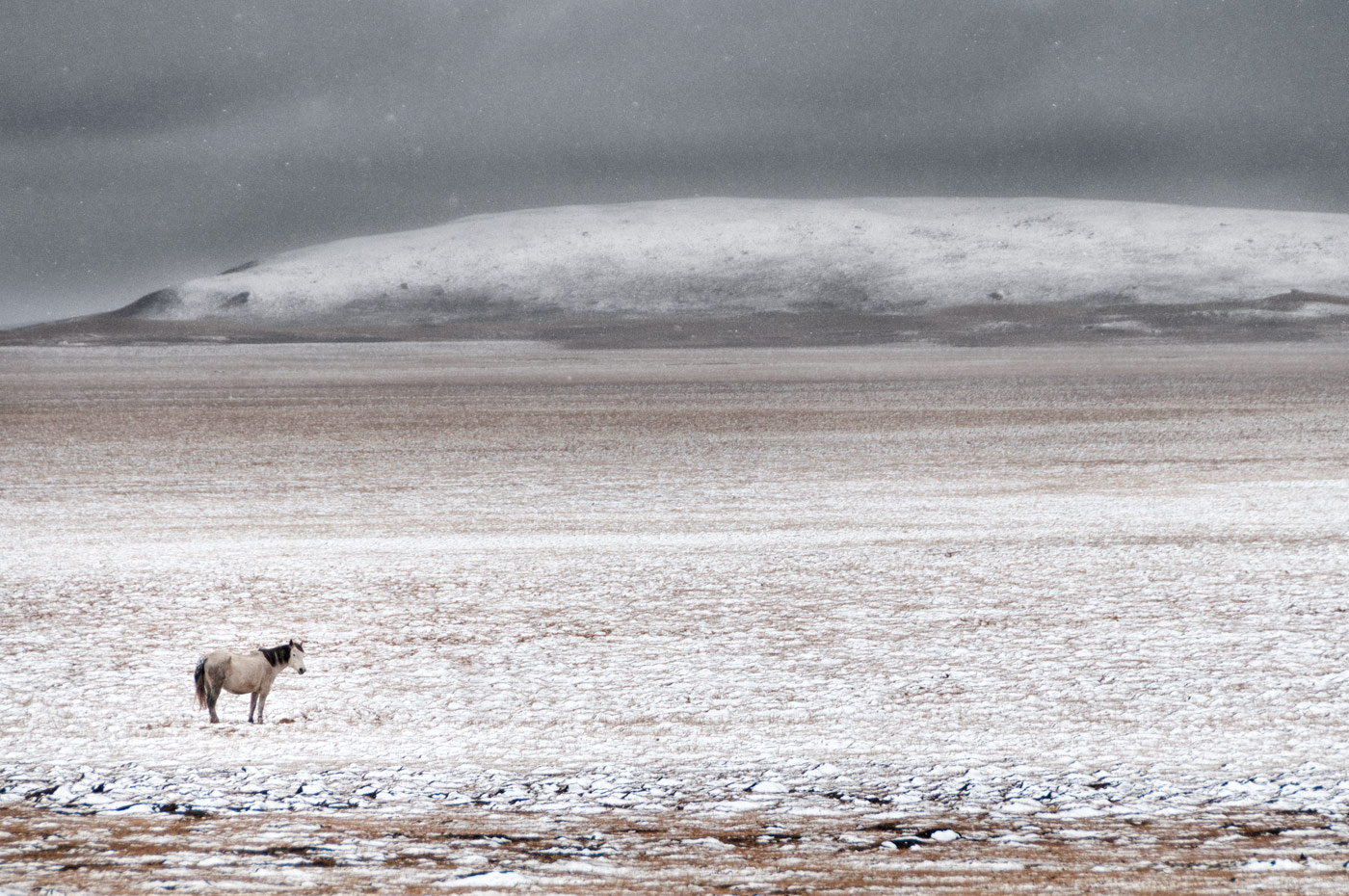 First Snow, Ruoergai Grassland, Tibetan China, 2010