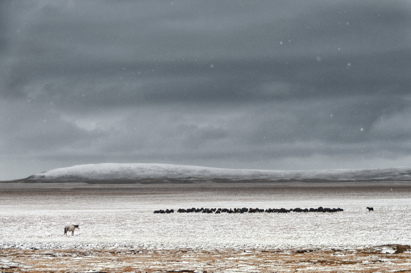 Ruoergai Grassland, Tibetan China, 2010