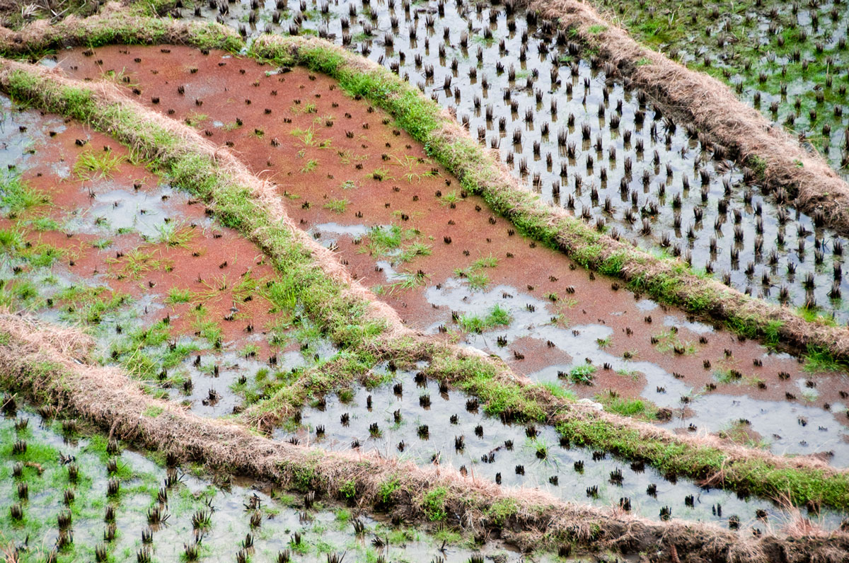 Rice terraces, Longshen, Guanxi, 2008