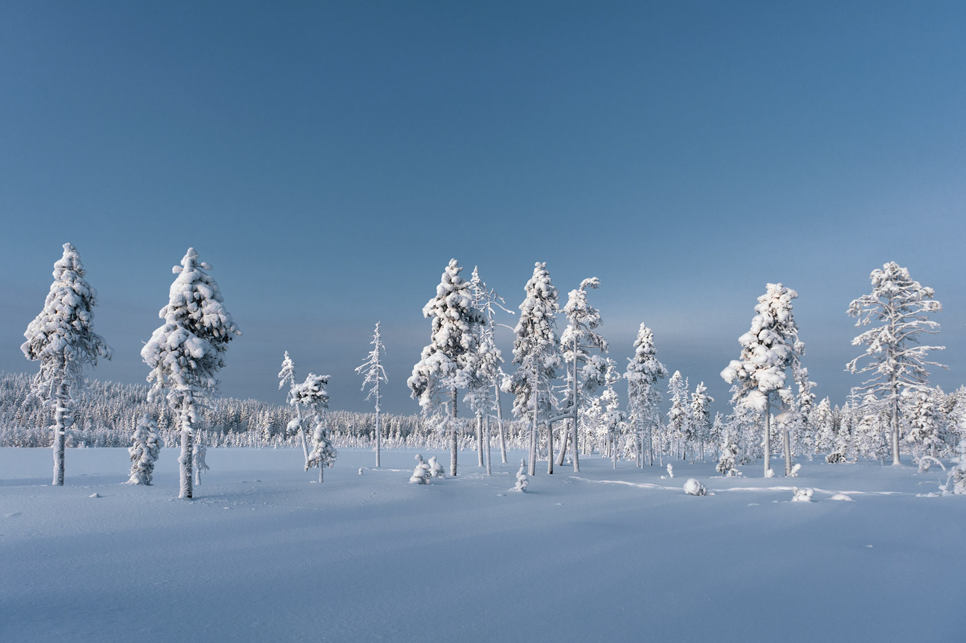 «Frozen Magic Trees» @ -30°C, Vaarajärvi, Finland, 2012