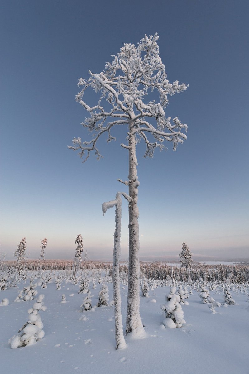 «Frozen Magic Tree» @ -25°C, Äkäsjärvi, Finland, 2012