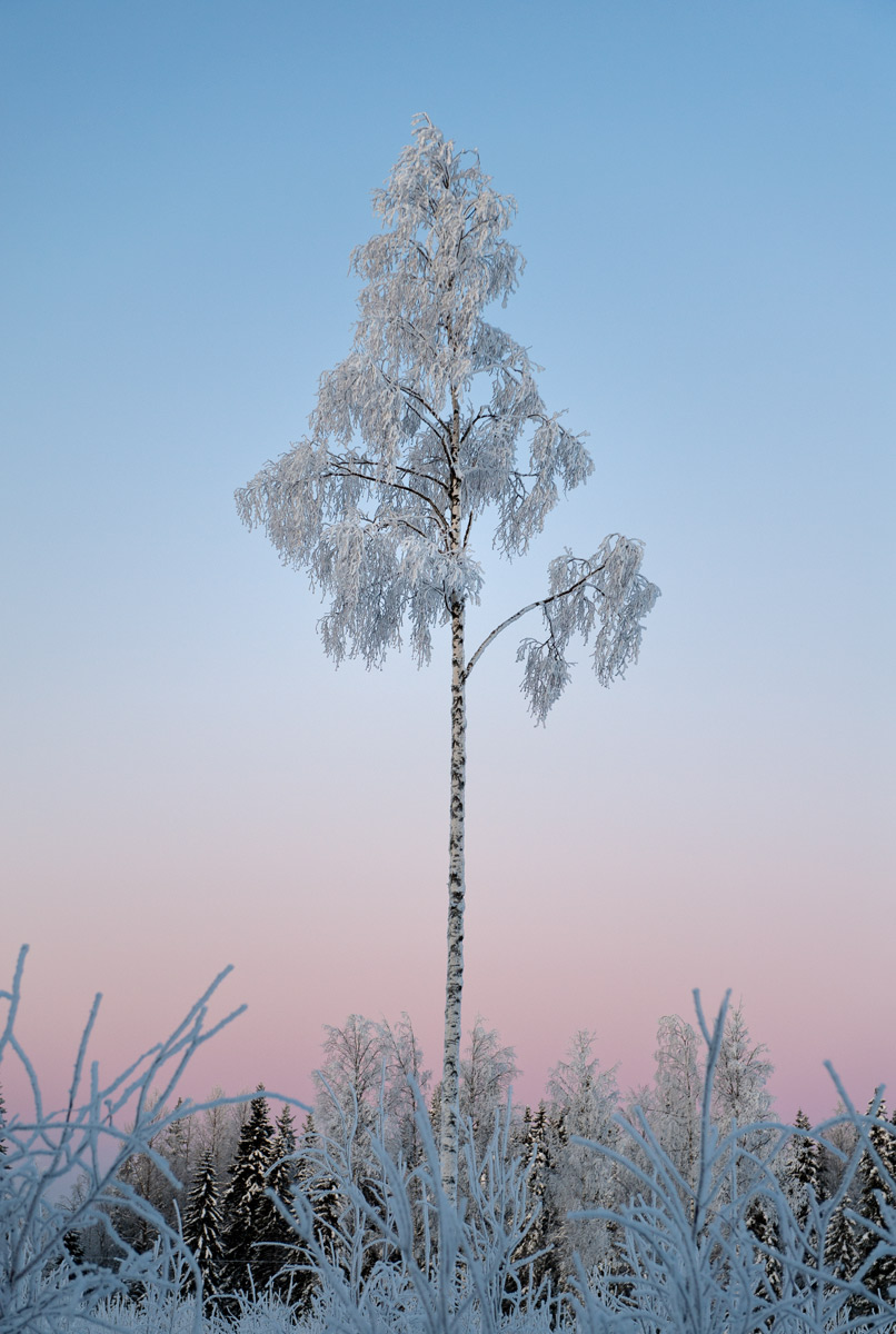 «Frozen Magic Tree» @ -25°C, Vitasaari», Finland, 2012