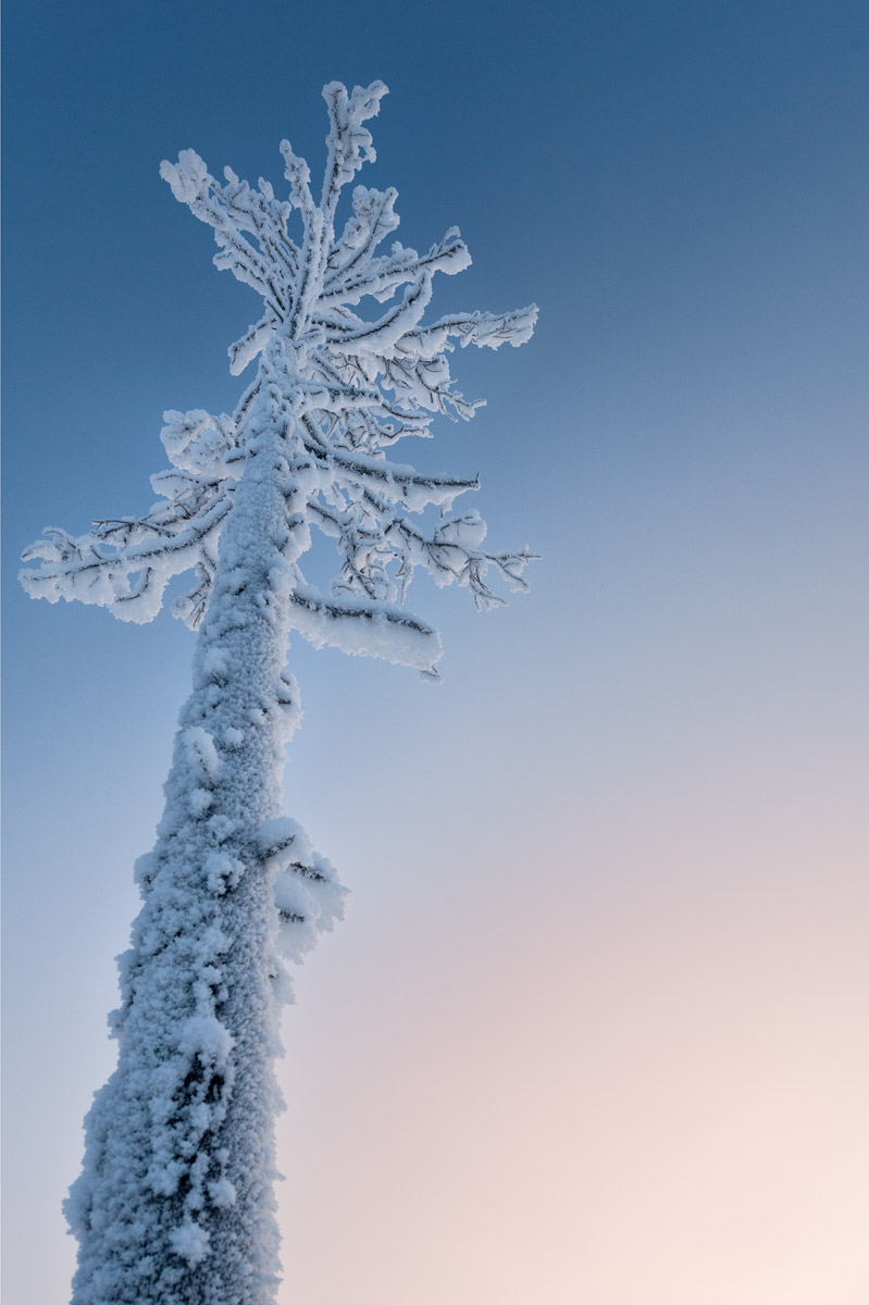 «Frozen Magic Tree» @ -35°C, Vaarajärvi, Finland, 2012