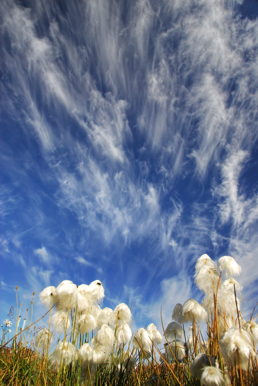Arctic Cotton Grass, Ilulissat, 2007
