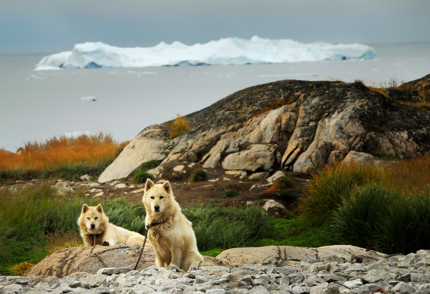 Ilulissat is know for having almost the same number of sled dogs as people, Ilulissat, 2007