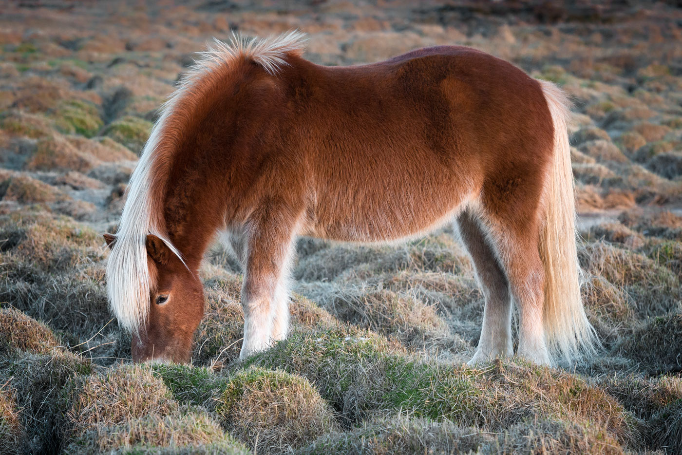 Icelandic Horse, 2013