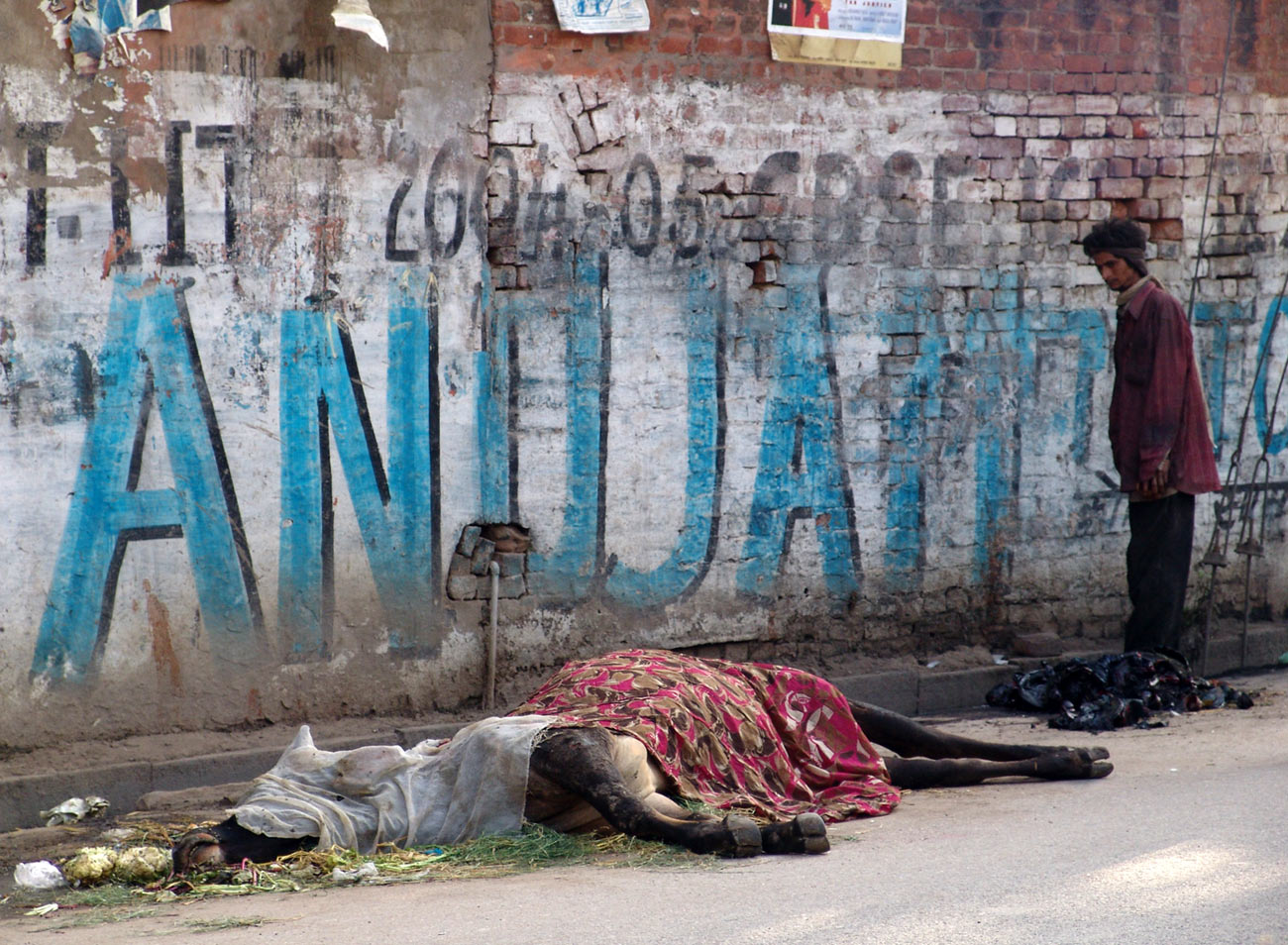 Dead holy cow, Varanasi, Uttar Pradesh, 2004