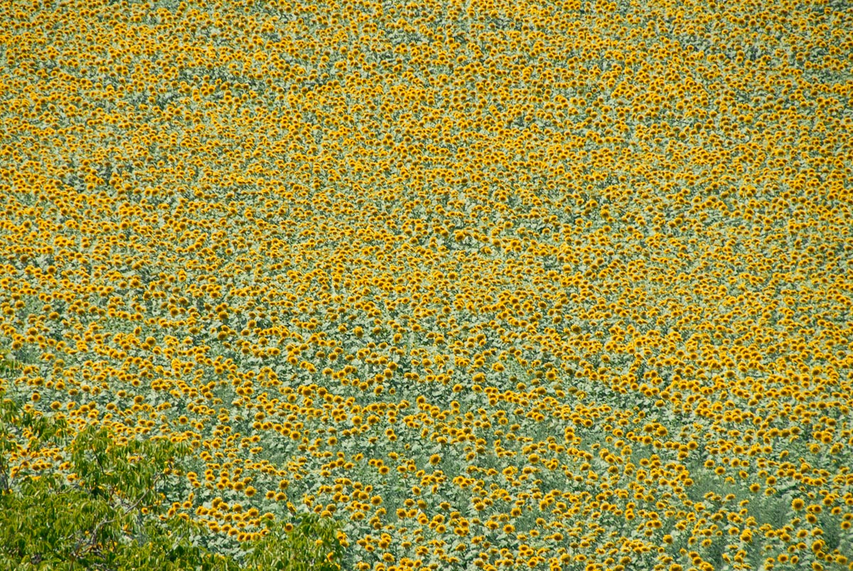 Near Siena, Tuscany, 2006