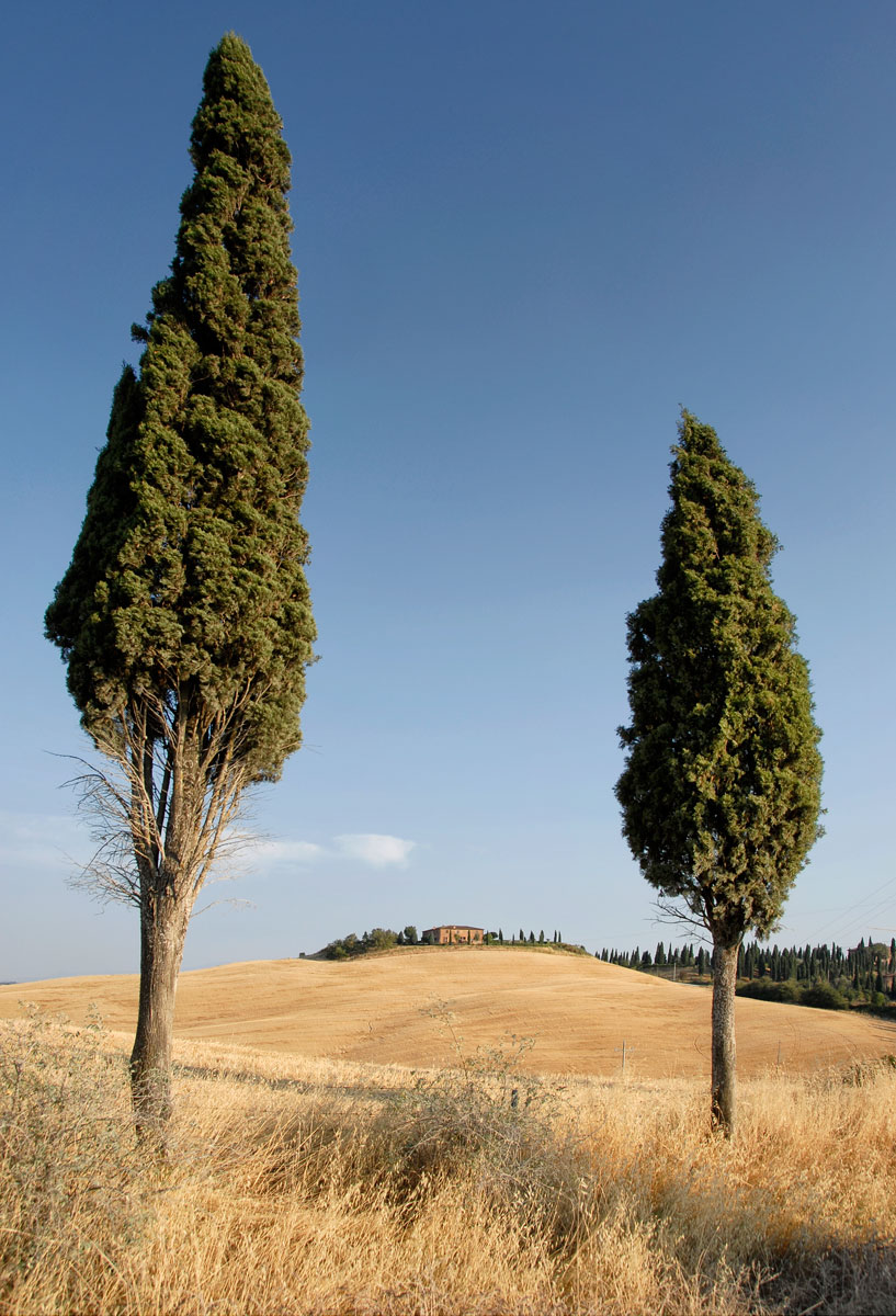 Near Siena, Tuscany, 2006