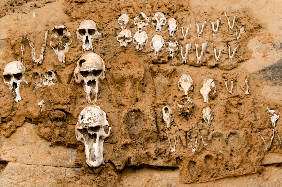 Monkey skulls, Pays Dogon, 2009