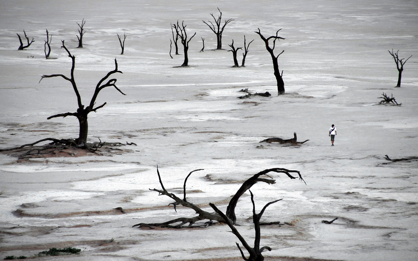 Dead Vlei, 2006