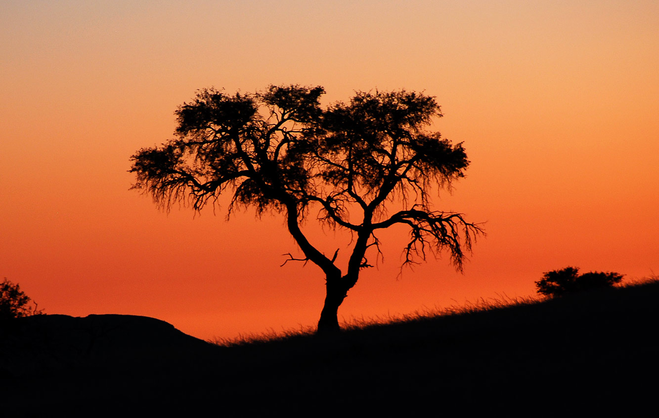 Namib Desert, 2006