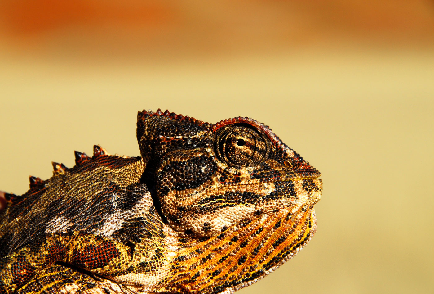 Namaqua Chameleon, Namib Desert, 2006